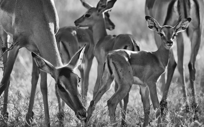 Impala (Aepyceros melampus), Národný park Kruger, Južná Afrika