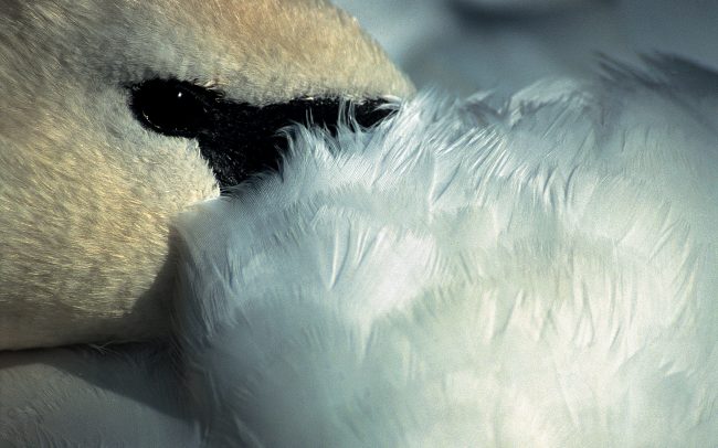 Labuť hrbozobá (Cygnus olor), Žitný ostrov