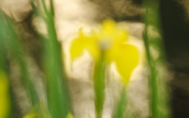 Yellow flag (Iris pseudacorus), Great Rye Island, Slovakia