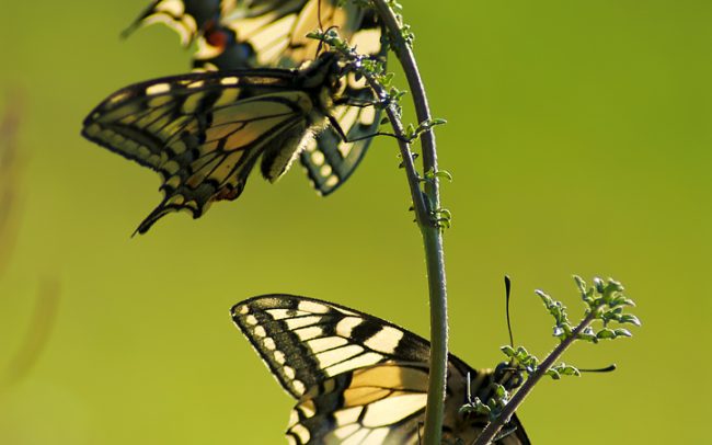 Old World Swallowtail (Papilio machaon), Danube Floodplains Protected Landscape Area, Great Rye Island, Slovakia
