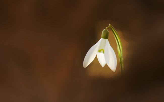 Snežienka jarná (Galanthus nivalis), CHKO Dunajské luhy, Žitný ostrov