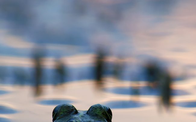 Edible Frog (Pelophylax esculentus), Danube Floodplains Protected Landscape Area, Great Rye Island, Slovakia
