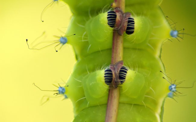 Great Peacock Moth - caterpillar (Saturnia pyri), Great Rye Island, Slovakia