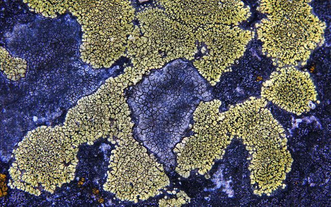 World Map Lichen (Rhizocarpon geographicum), Balaton-felvidéki National Park, Hungary