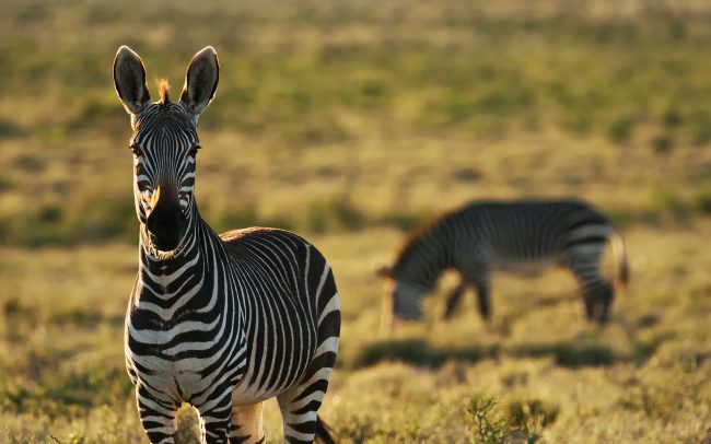 Hegyi zebra (Equus zebra), Karoo Nemzeti Park, Dél-Afrika