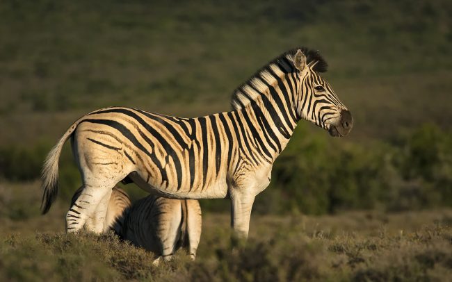 Zebra Burchellova (Equus quagga burchellii), Národný park Karoo, Južná Afrika