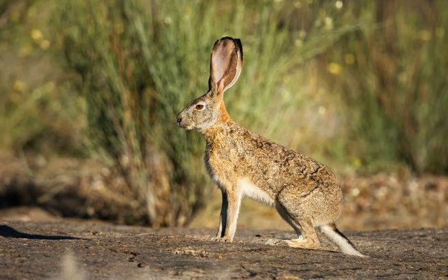 Zajac africký (Lepus capensis), Národný park Augrabies Falls, Južná Afrika