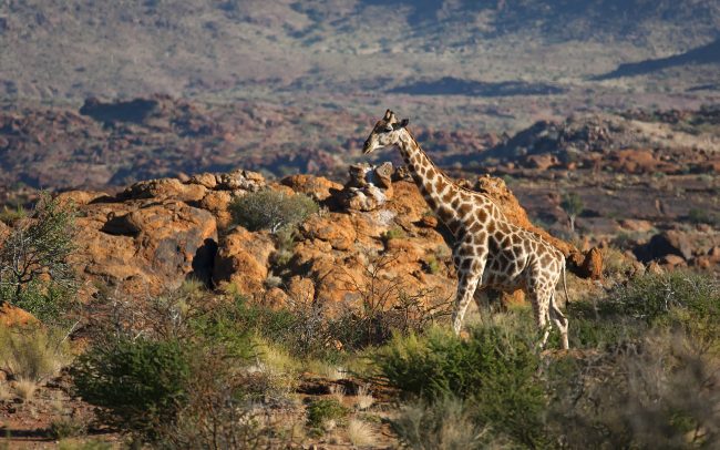 Žirafa juhoafrická (Giraffa giraffa giraffa), Národný park Augrabies Falls, Južná Afrika