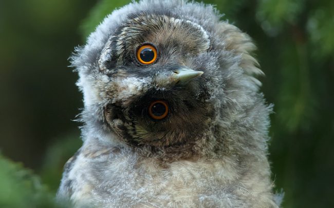 Long-eared Owl (Asio otus), Great Rye Island, Slovakia