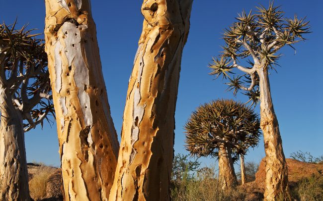 Tegezfa (Aloe dichotoma), Augrabies Falls Nemzeti Park, Dél-Afrika