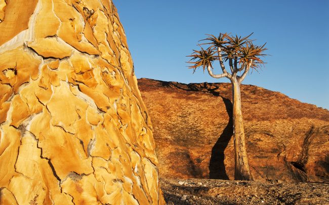 Tulcový strom (Aloe dichotoma), Národný park Augrabies Falls, Južná Afrika