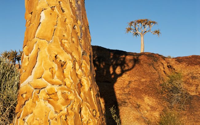 Kokerboom (Aloe dichotoma), Augrabies Falls National Park, South Africa