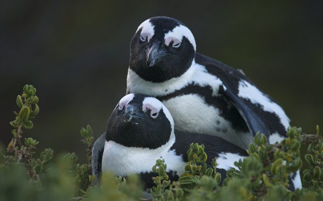 Pápaszemes pinvin (Spheniscus demersus), Table Mountain Nemzeti Park, Dél-Afrika