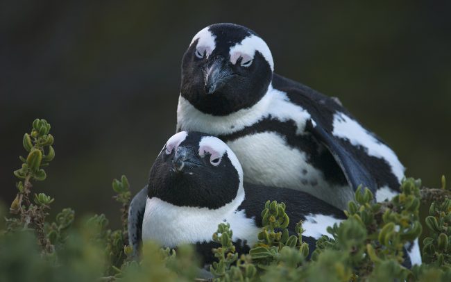 Tučniak okuliarnatý (Speniscus demersus), Národný park Table Mountain, Južná Afrika