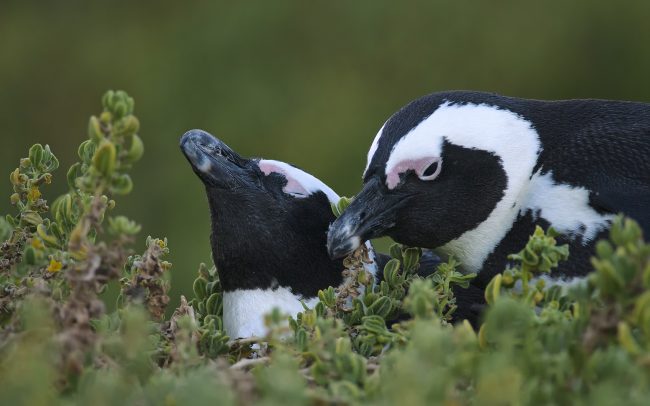 Tučniak okuliarnatý (Speniscus demersus), Národný park Table Mountain, Južná Afrika