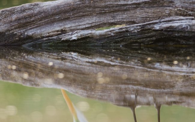 Nagy kócsag (Egretta alba), Csallóköz