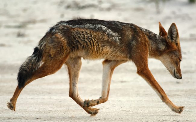 Šakal čabrakový (Canis mesomelas), Kgalagadi Transfrontier Park, púšť Kalahari, Južná Afrika