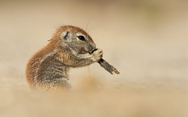 Veverica kapská (Xerus inauris), Kgalagadi Transfrontier Park, púšť Kalahari, Južná Afrika