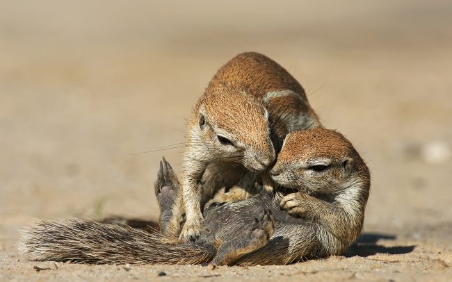 Cape Ground Squirrel (Xerus inauris), Kgalagadi Transfrontier Park, Kalahari desert, South Africa