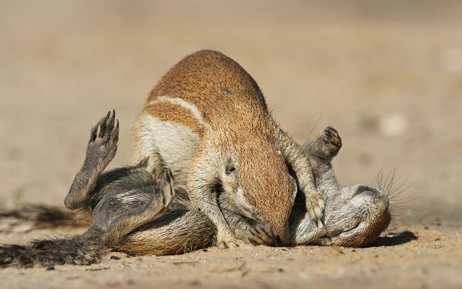 Veverica kapská (Xerus inauris), Kgalagadi Transfrontier Park, púšť Kalahari, Južná Afrika