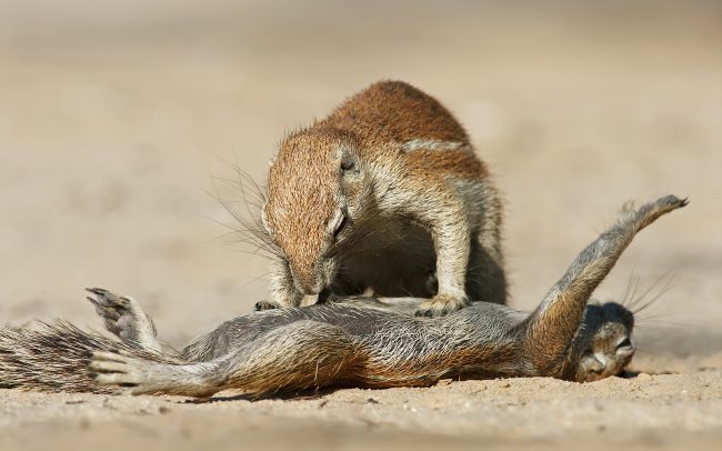 Veverica kapská (Xerus inauris), Kgalagadi Transfrontier Park, púšť Kalahari, Južná Afrika