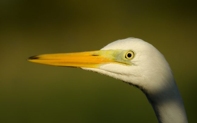 Great Egret (Egretta alba), Great Rye Island, Slovakia