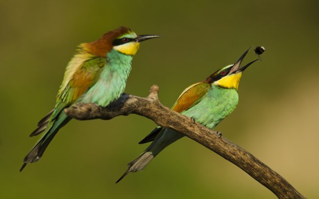 European bee-eater (Merops apiaster), Slovakia