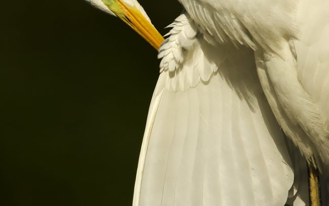 Volavka biela (Egretta alba), Žitný ostrov