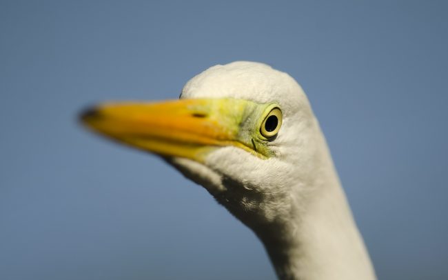 Great Egret (Egretta alba), Great Rye Island, Slovakia