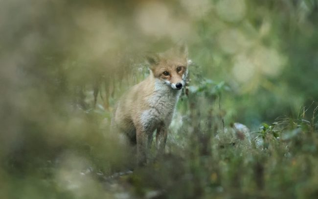 Red Fox (Vulpes vulpes), Danube Floodplains Protected Landscape Area, Great Rye Island, Slovakia