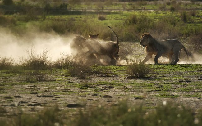 Lion (Panthera leo), Kgalagadi Transfrontier Park, Kalahari desert, South Africa