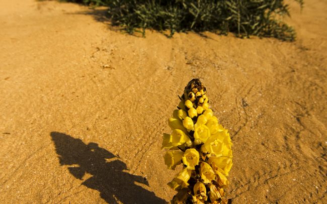 Desert Broomrape (Cistanche tubulosa), Tamri, Atlantic coast
