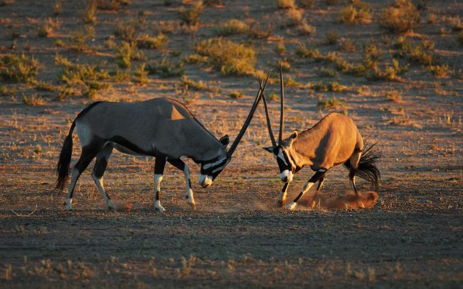 Oryx juhoafrický (Oryx gazella), Kgalagadi Transfrontier Park, púšť Kalahari, Južná Afrika