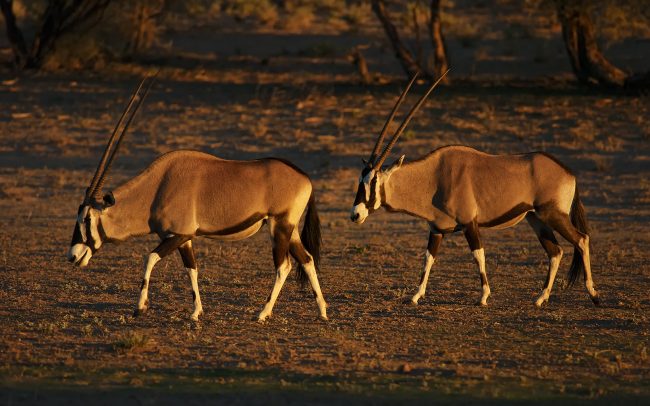 Nyársas antilop (Oryx gazella), Kgalagadi Transfrontier Park, Kalahári sivatag, Dél-Afrika