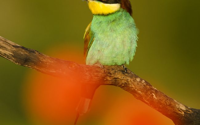 Gyurgyalag (Merops apiaster)