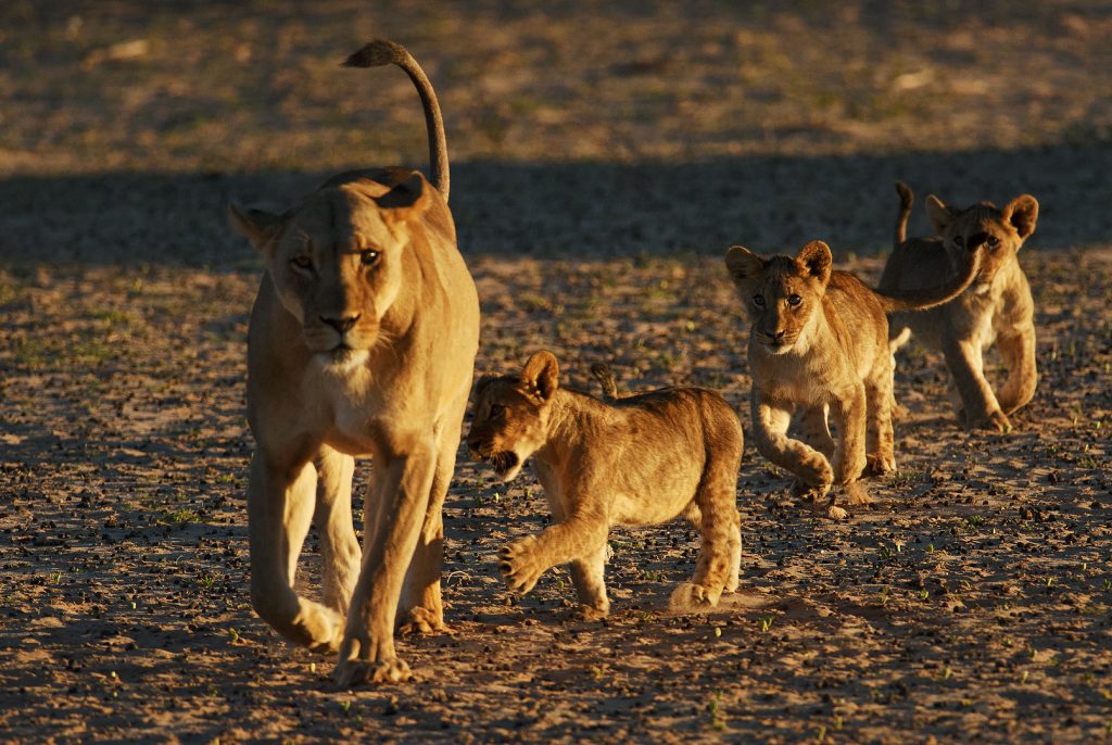 Oroszlán (Panthera leo), Kgalagadi Transfrontier Park, Kalahári sivatag, Dél-Afrika
