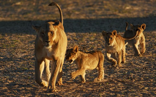 Oroszlán (Panthera leo), Kgalagadi Transfrontier Park, Kalahári sivatag, Dél-Afrika