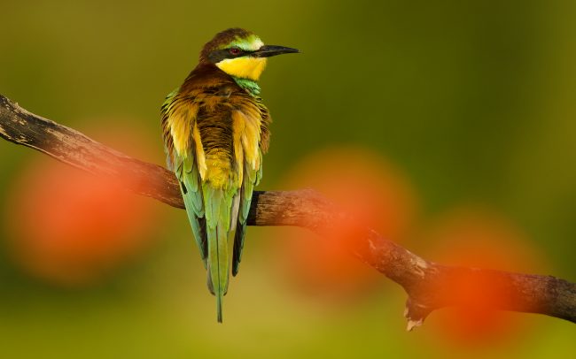European bee-eater (Merops apiaster), Slovakia