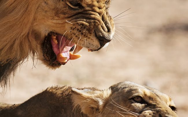 Lion (Panthera leo), Kgalagadi Transfrontier Park, Kalahari desert, South Africa