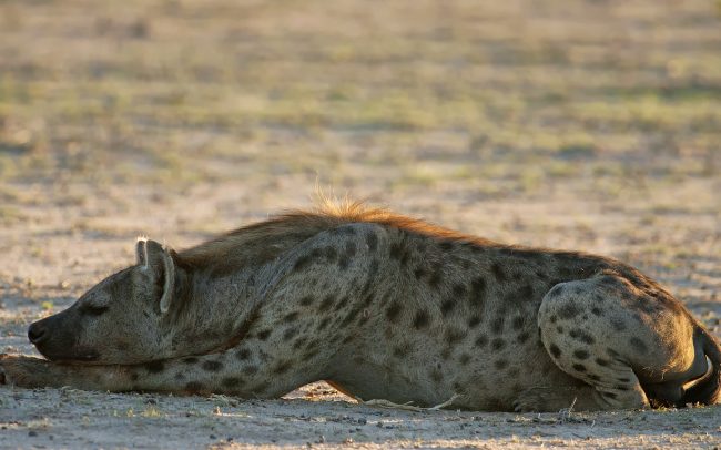 Hyena škvrnitá (Crocuta crocuta), Kgalagadi Transfrontier Park, púšť Kalahari, Južná Afrika