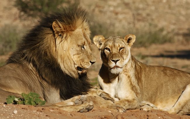 Lev púšťový (Panthera leo), Kgalagadi Transfrontier Park, púšť Kalahari, Južná Afrika