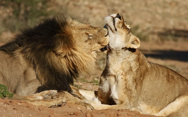 Lev púšťový (Panthera leo), Kgalagadi Transfrontier Park, púšť Kalahari, Južná Afrika