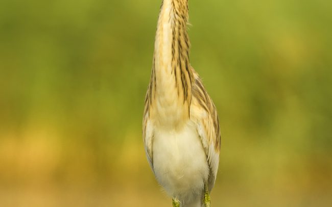 Squacco Heron (Ardeola ralloides), Great Rye Island, Slovakia