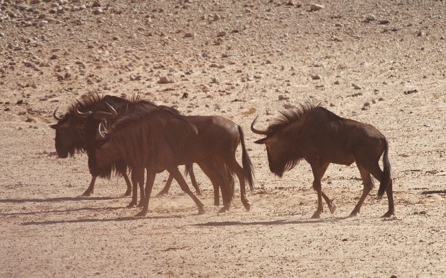 Blue Wildebeest (Connochaetes taurinus), Kgalagadi Transfrontier Park, Kalahari desert, South Africa
