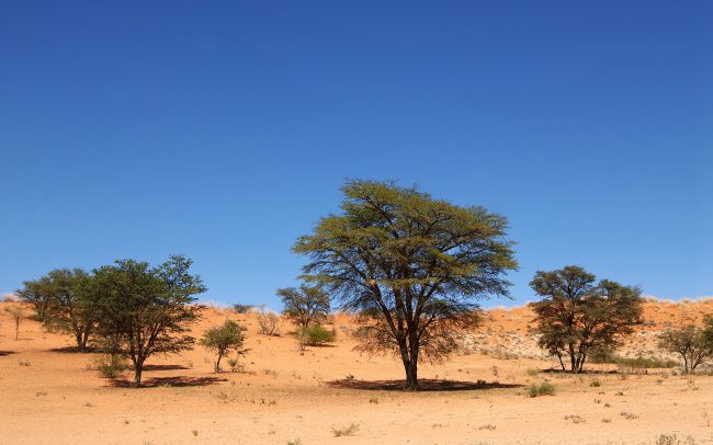 Púšť Kalahari, Kgalagadi Transfrontier Park, Južná Afrika