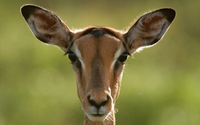 Impala (Aepyceros melampus), Národný park Kruger, Južná Afrika