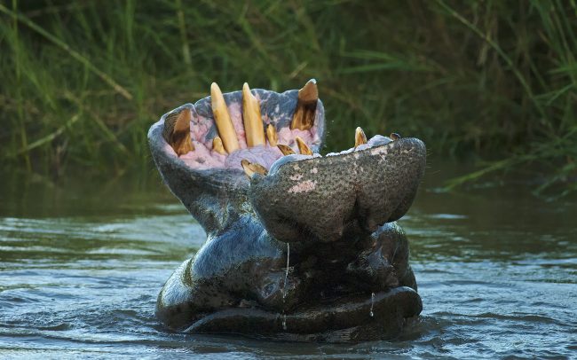 Hroch obojživelný (Hippopotamus amphibius), Národný park Kruger, Južná Afrika