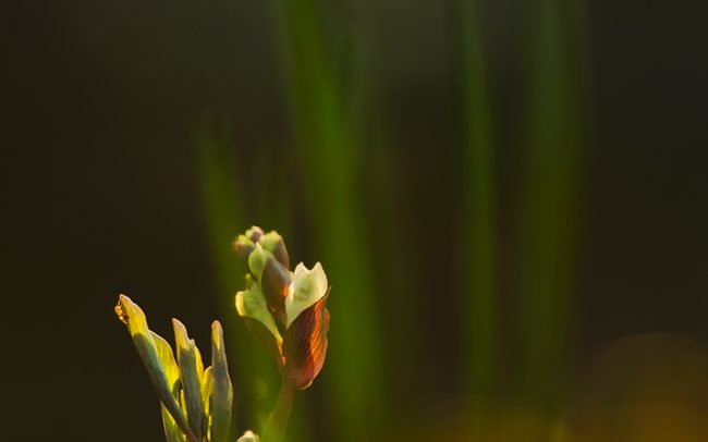Hollowroot Birthwort (Corydalis cava), Great Rye Island, Slovakia