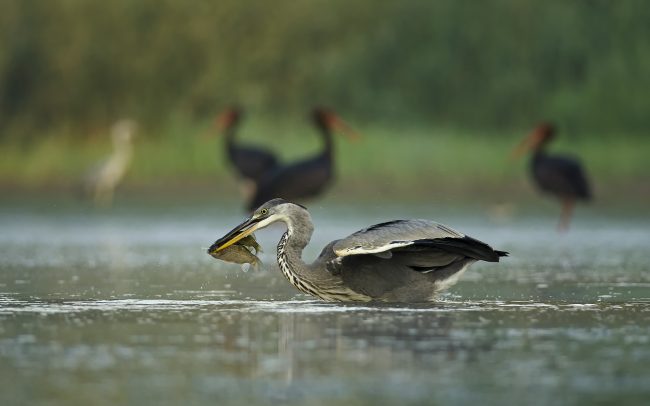 Grey Heron (Ardea cinerea), Danube Floodplains Protected Landscape Area, Great Rye Island, Slovakia
