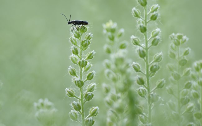 Black soldier beetle (Cantharis obscura), Danube Floodplains Protected Landscape Area, Great Rye Island, Slovakia